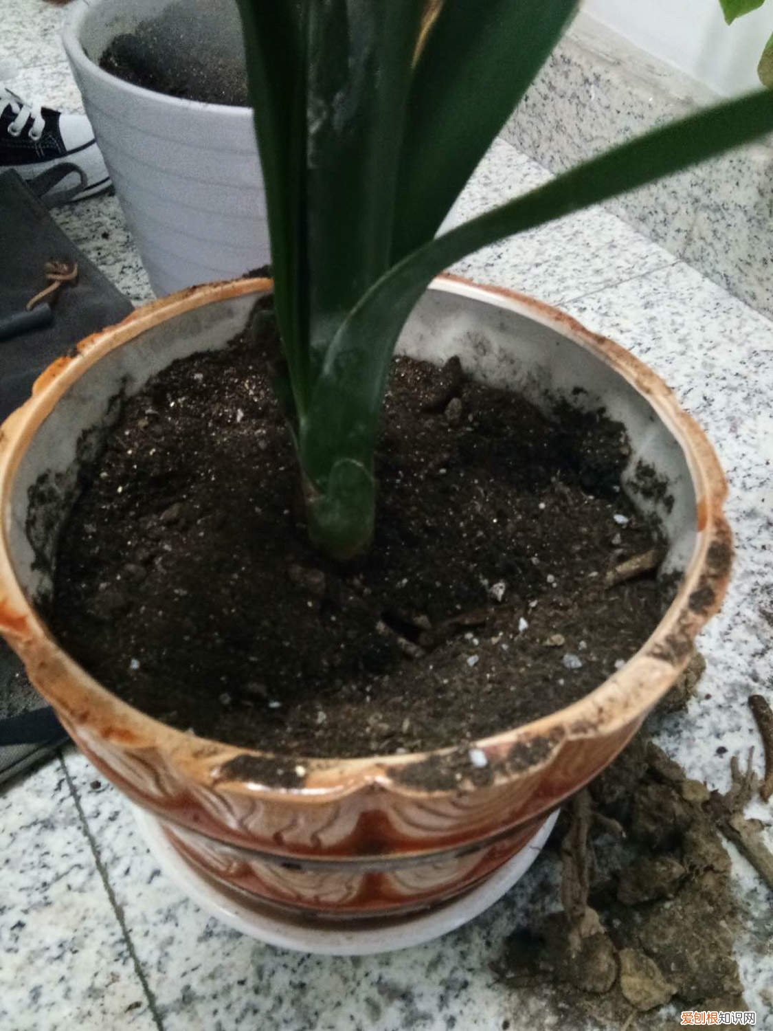 君子兰砍到什么样可长出群兰 君子兰砍1刀，10天冒出6个芽，变成群兰盆都塞不下！