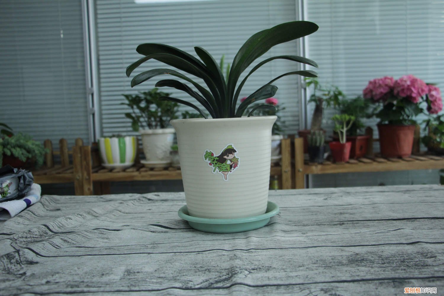 君子兰砍到什么样可长出群兰 君子兰砍1刀，10天冒出6个芽，变成群兰盆都塞不下！