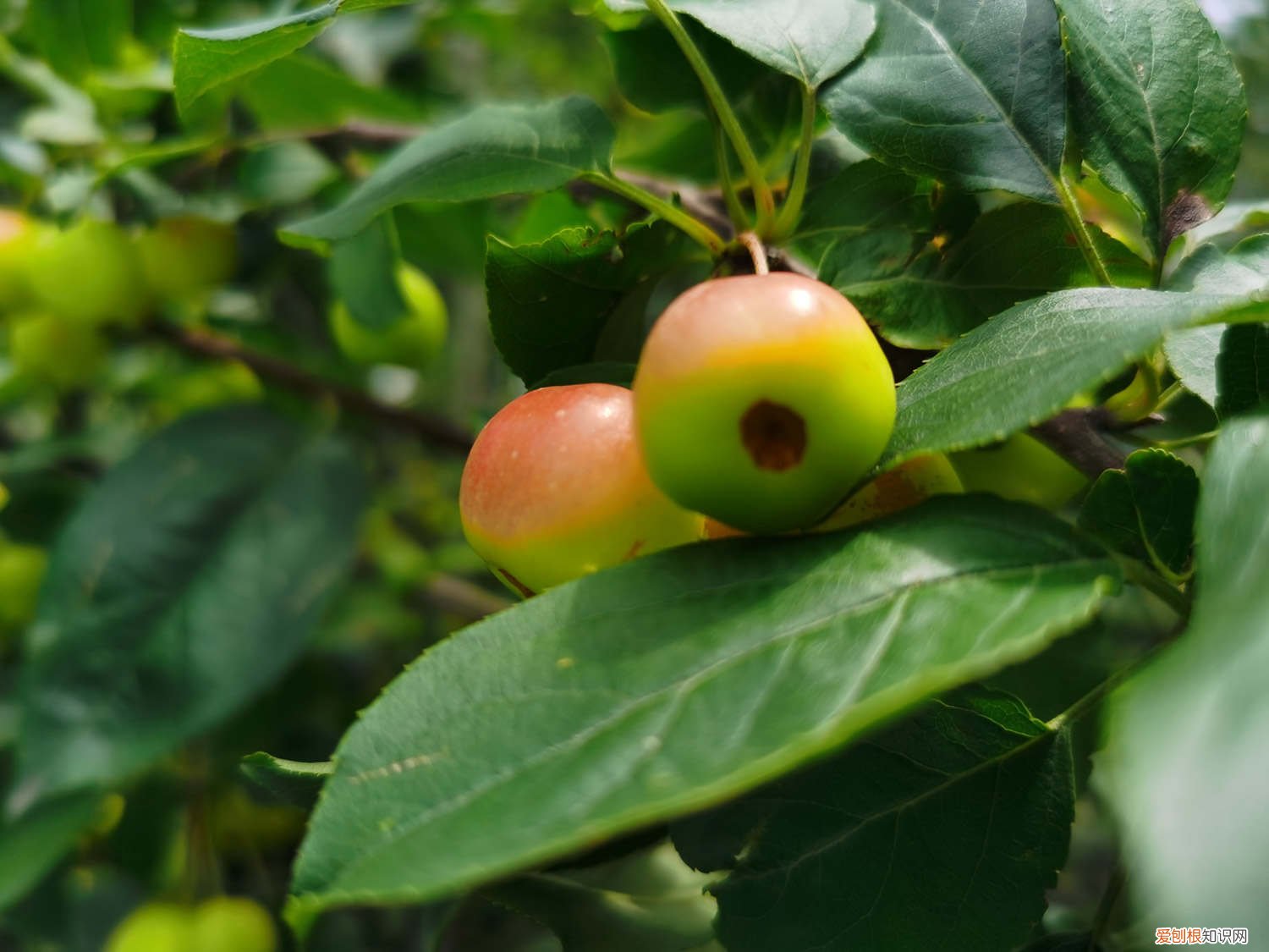 海棠树的修剪方法 海棠怎么修剪