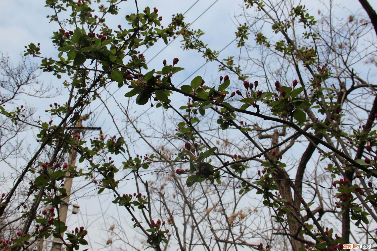 海棠树的修剪方法 海棠怎么修剪