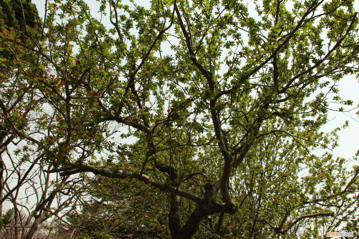 海棠树的修剪方法 海棠怎么修剪