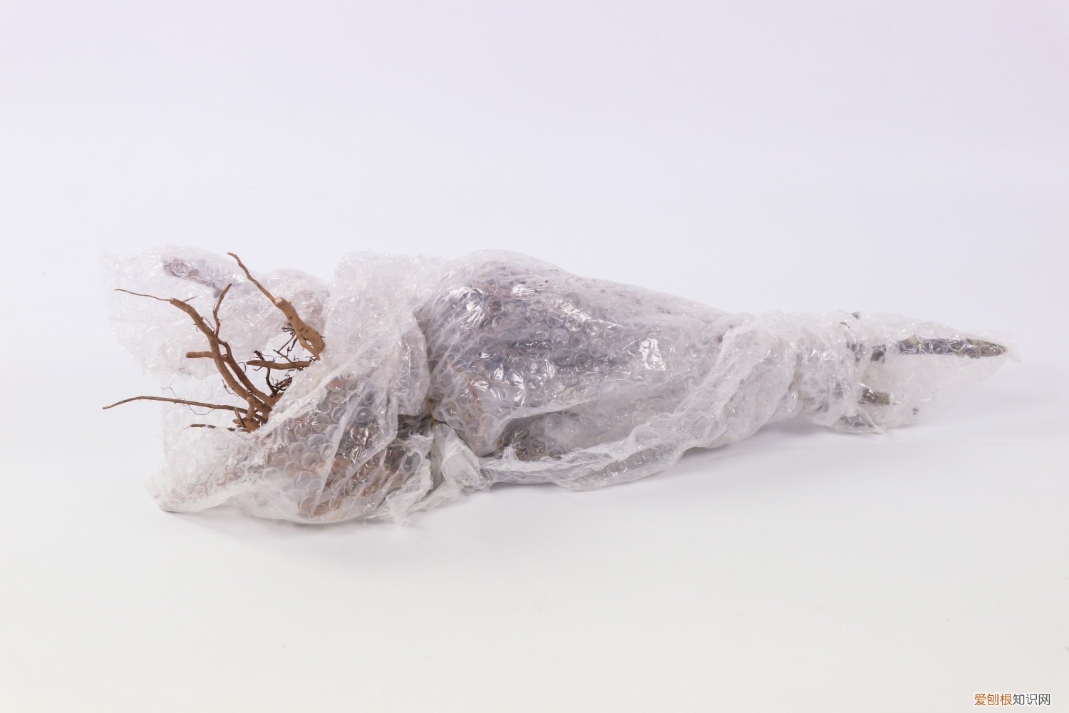 牡丹怎么修剪花枝 牡丹怎么修剪