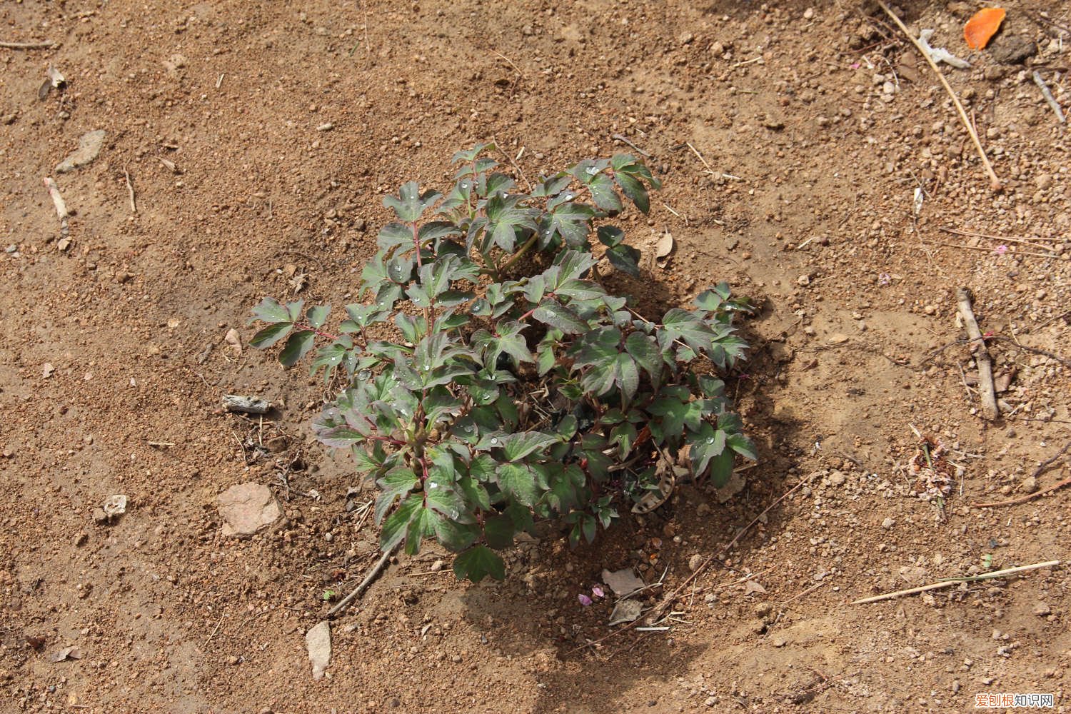 牡丹怎么修剪花枝 牡丹怎么修剪