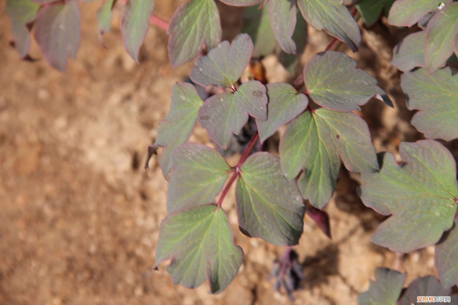 牡丹怎么施肥视频 牡丹怎么施肥