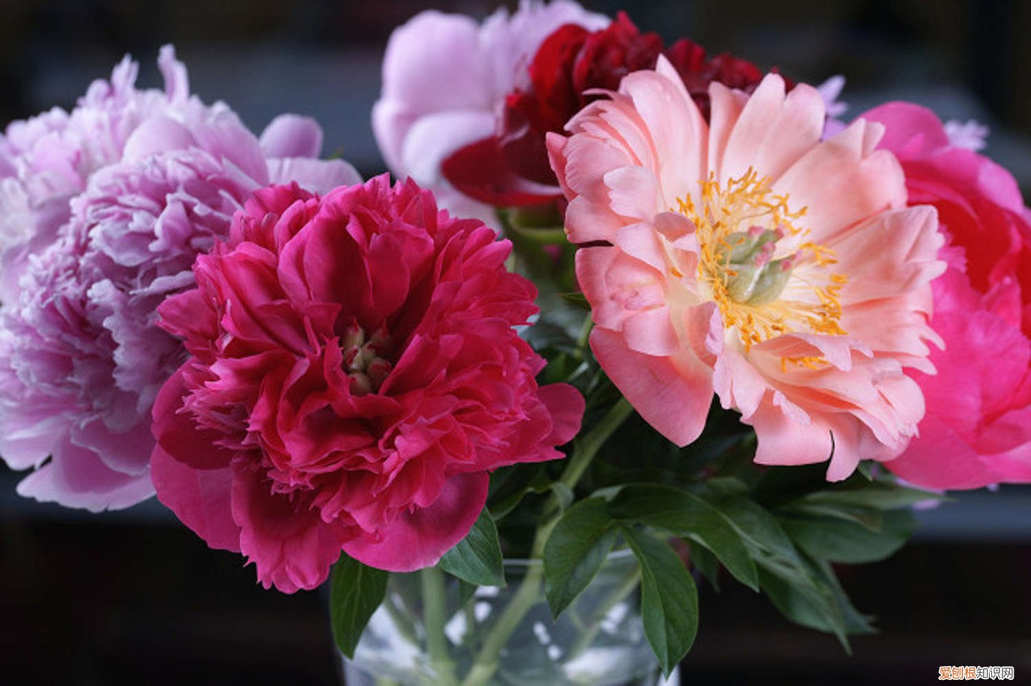 牡丹怎么施肥视频 牡丹怎么施肥