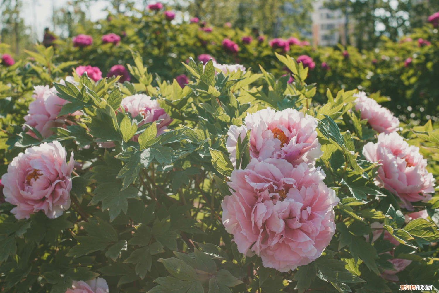 牡丹怎么施肥视频 牡丹怎么施肥