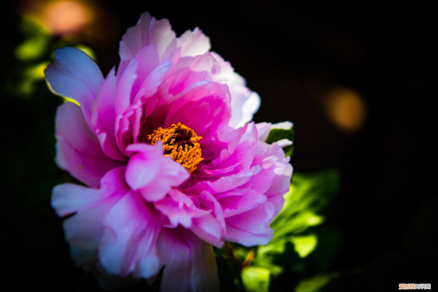 牡丹怎么繁殖成活率高 牡丹怎么繁殖