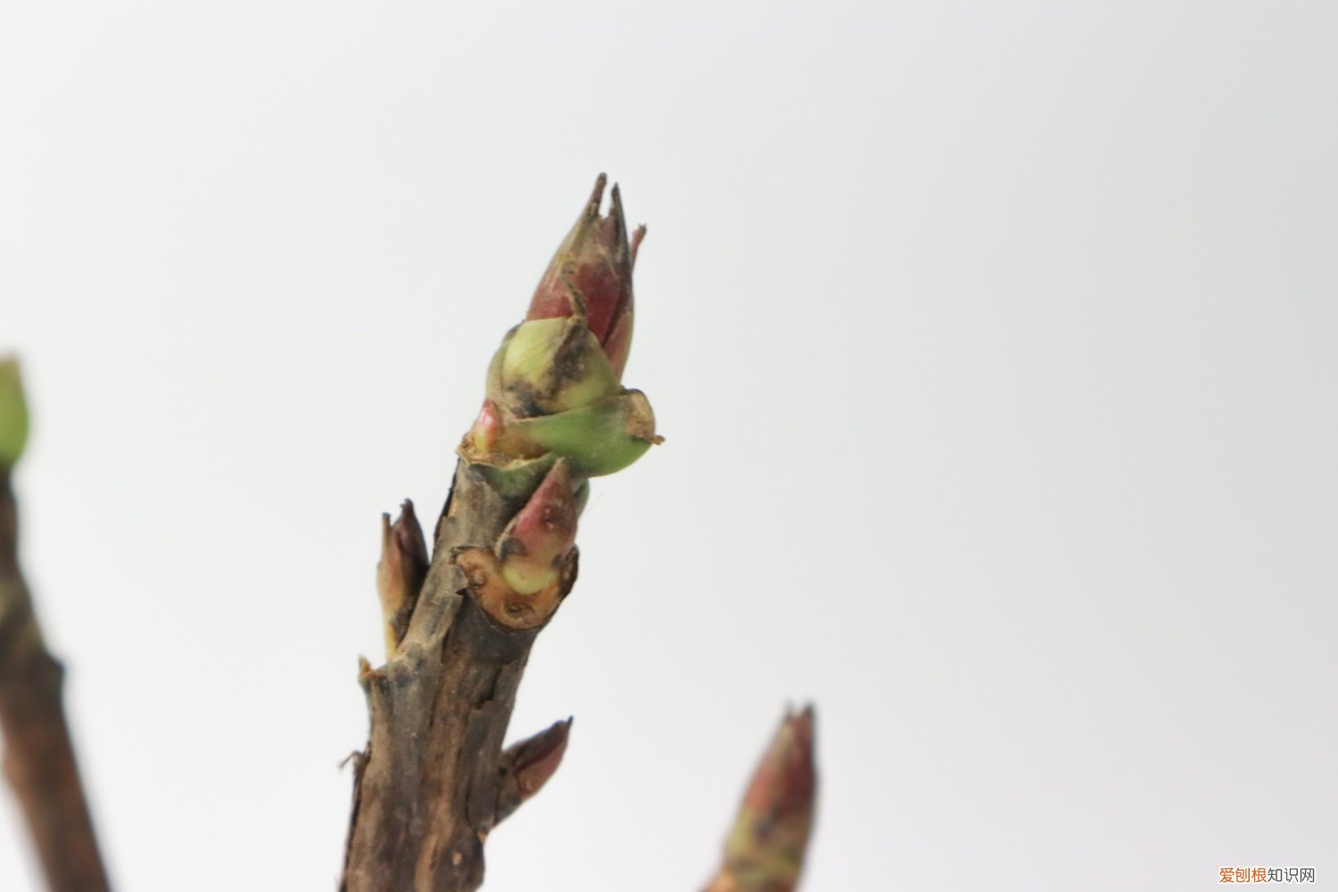 牡丹怎么繁殖成活率高 牡丹怎么繁殖