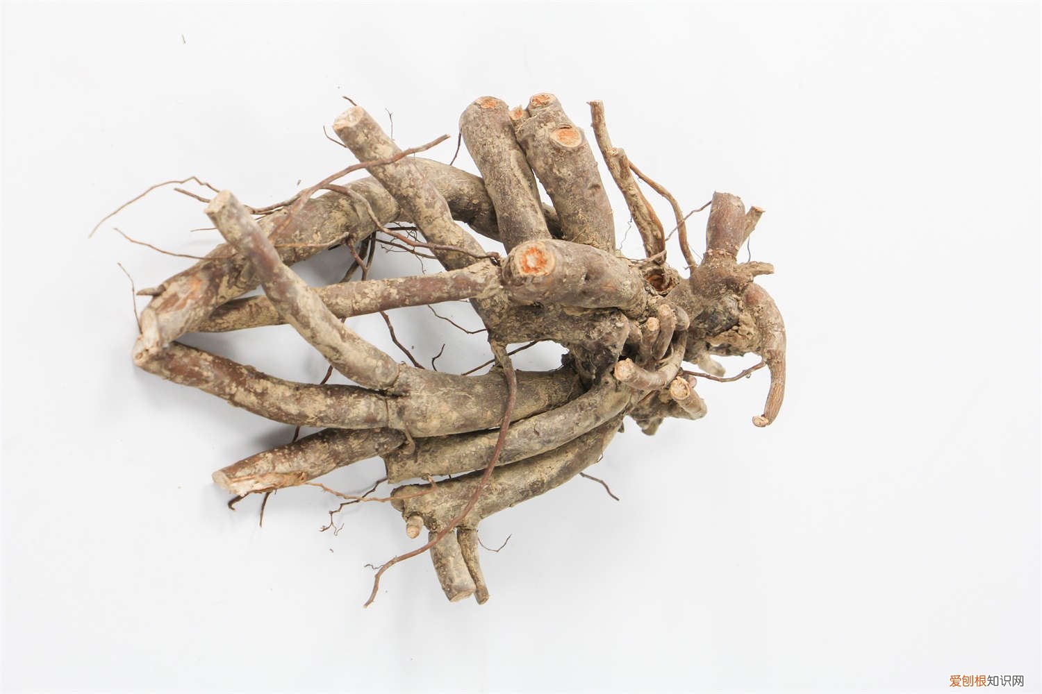 牡丹怎么繁殖成活率高 牡丹怎么繁殖