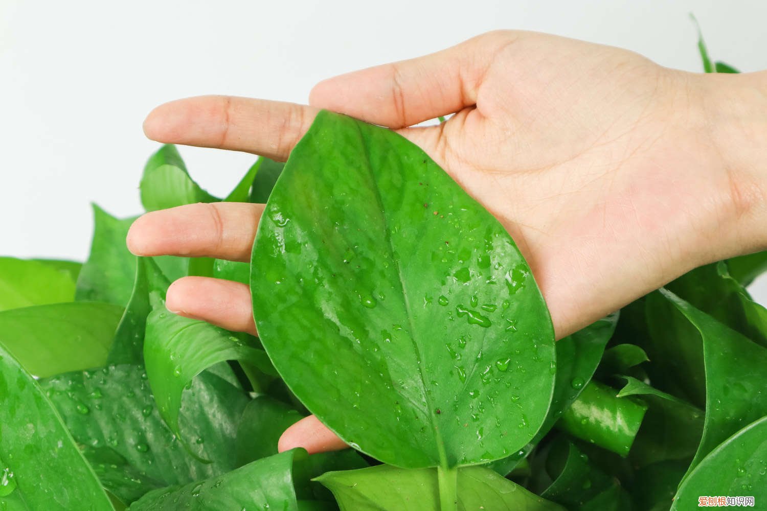 水培绿萝怎么施肥 绿萝怎么施肥