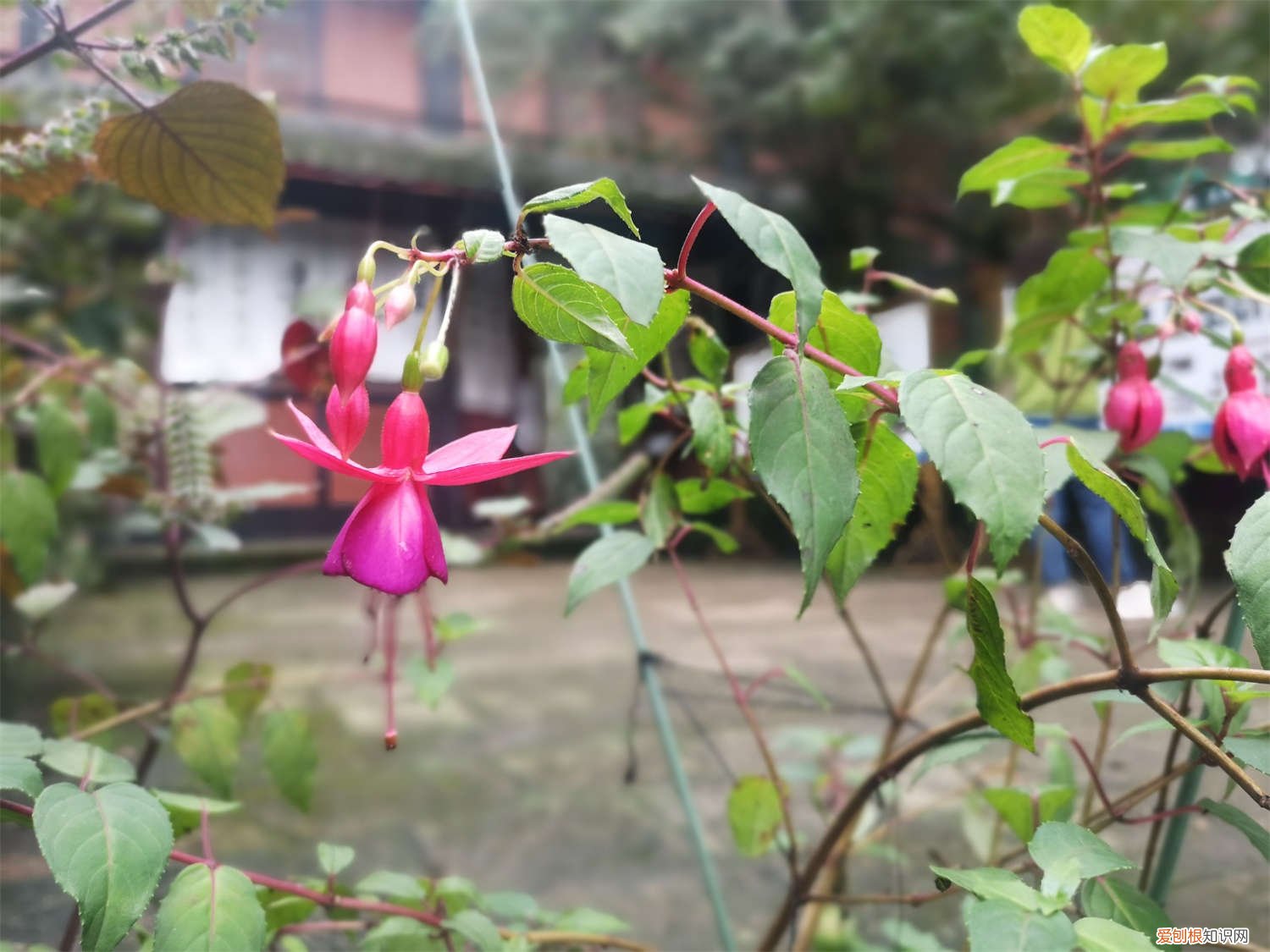 倒挂金钟冬天养护 倒挂金钟夏季怎么养