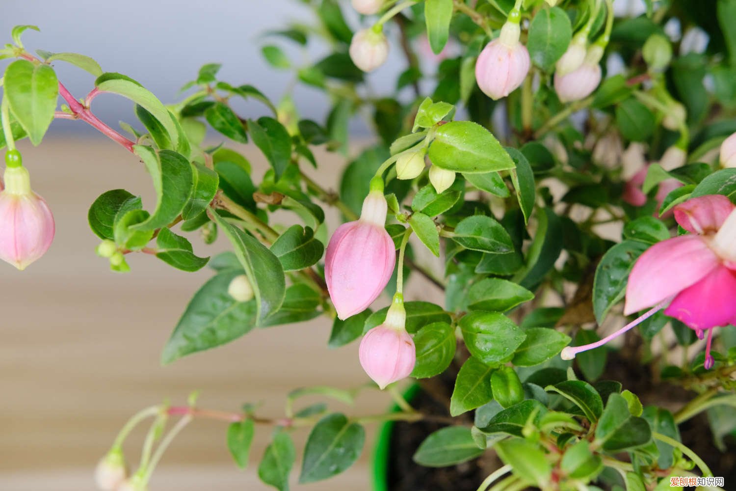 倒挂金钟冬天养护 倒挂金钟夏季怎么养