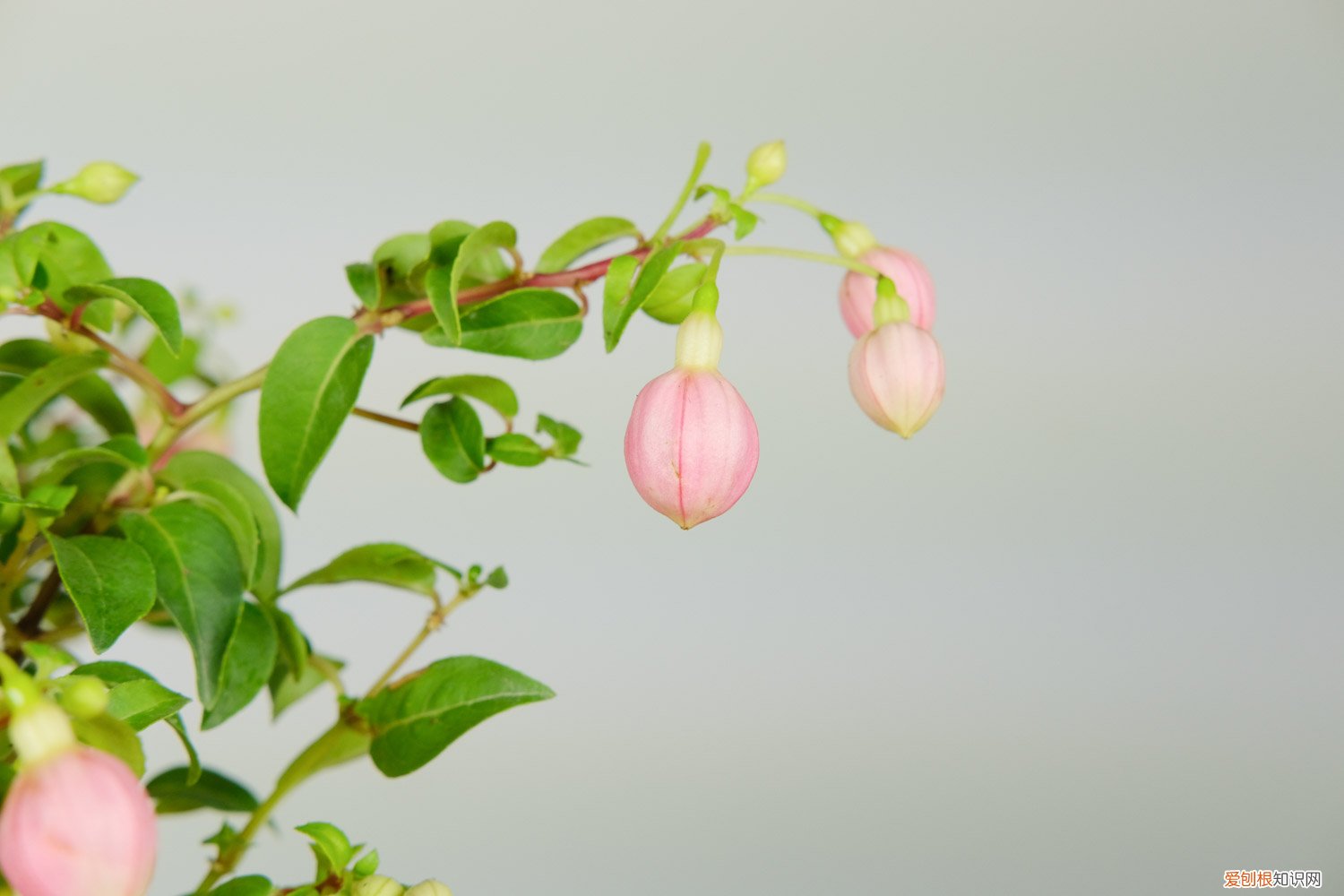 倒挂金钟冬天养护 倒挂金钟夏季怎么养