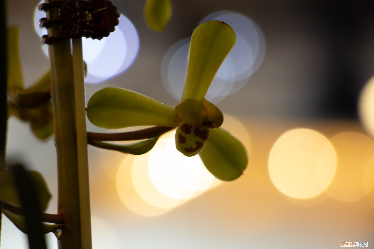 兰花怎么插花 兰花怎么扦插