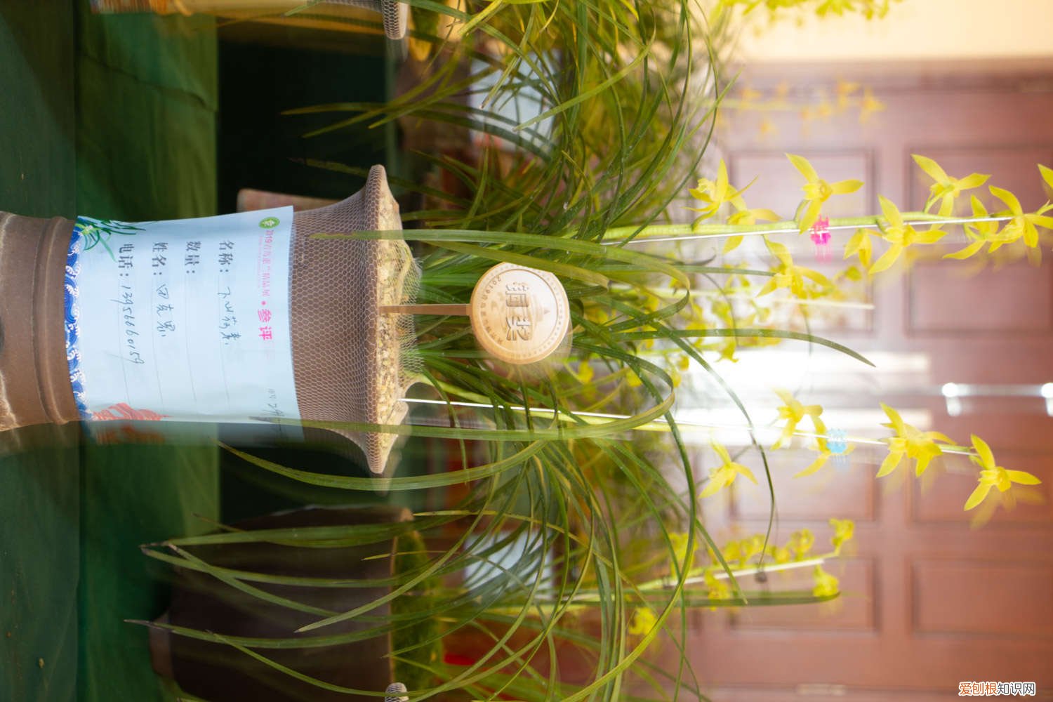 兰花怎么插花 兰花怎么扦插