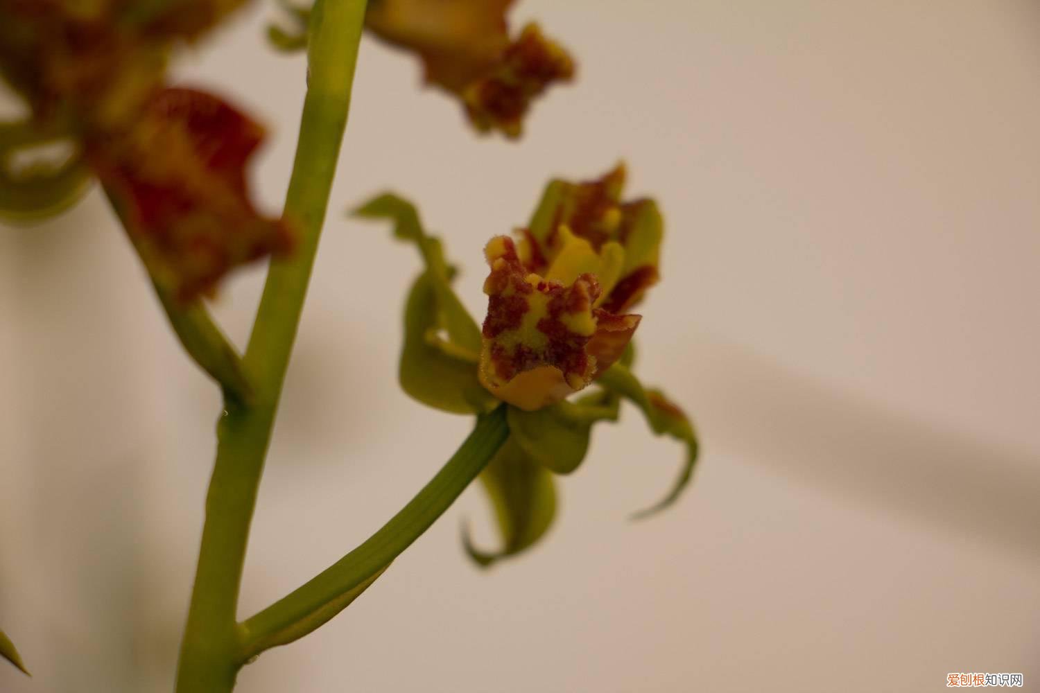 兰花怎么插花 兰花怎么扦插