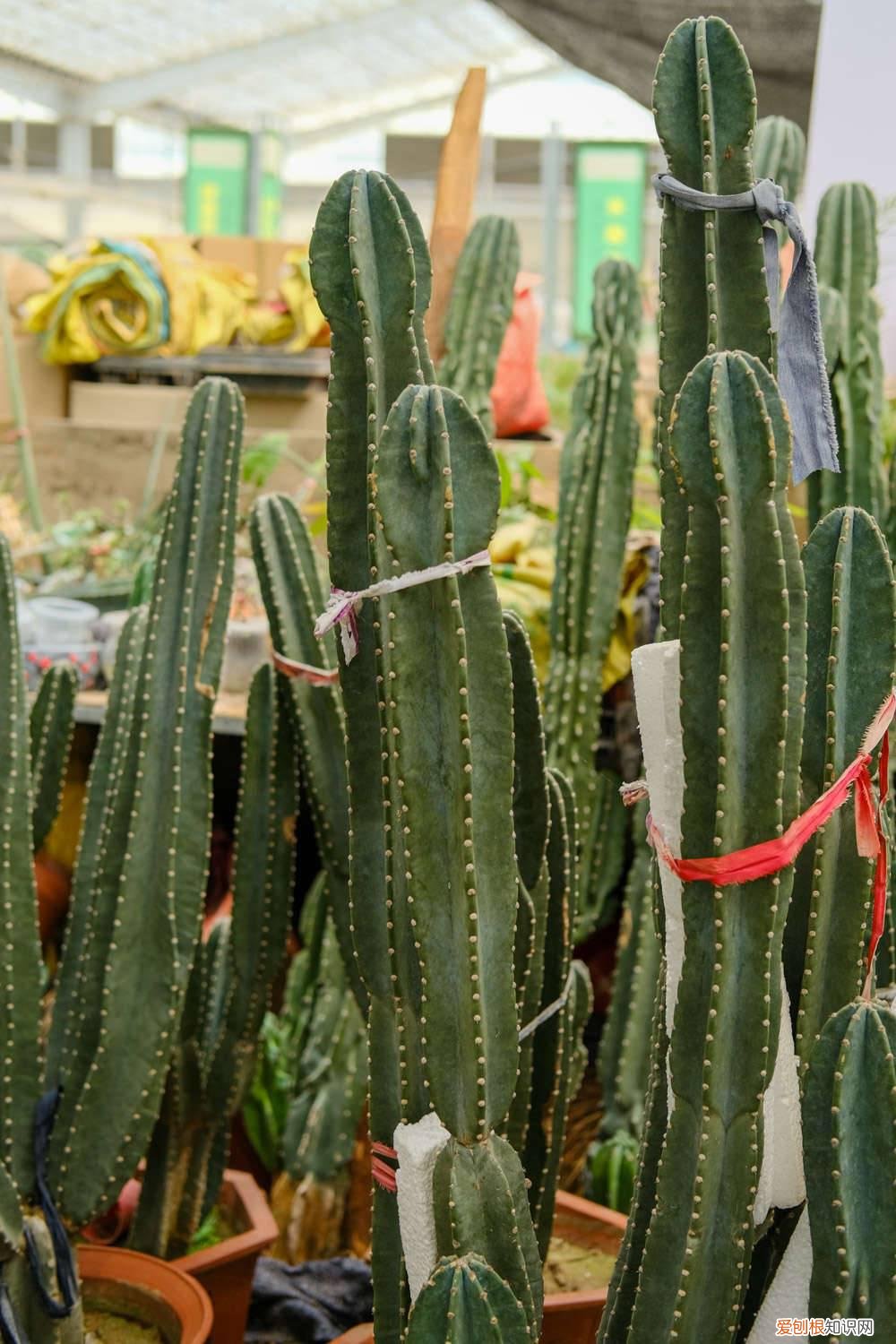 量天尺好养不 新买的量天尺怎么养