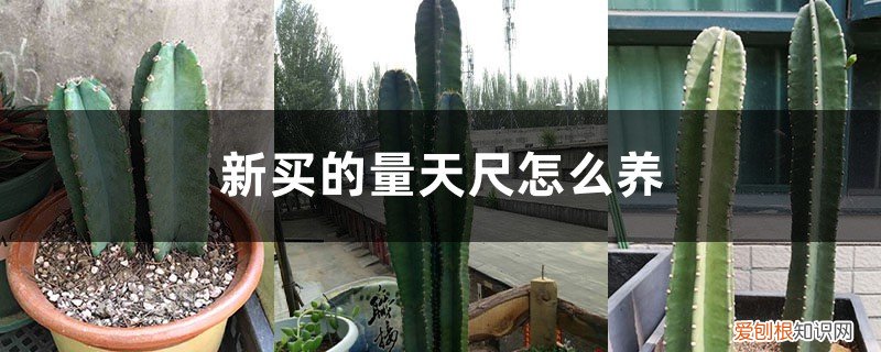 量天尺好养不 新买的量天尺怎么养