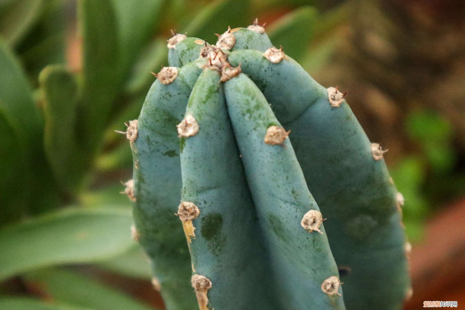 量天尺好养不 新买的量天尺怎么养