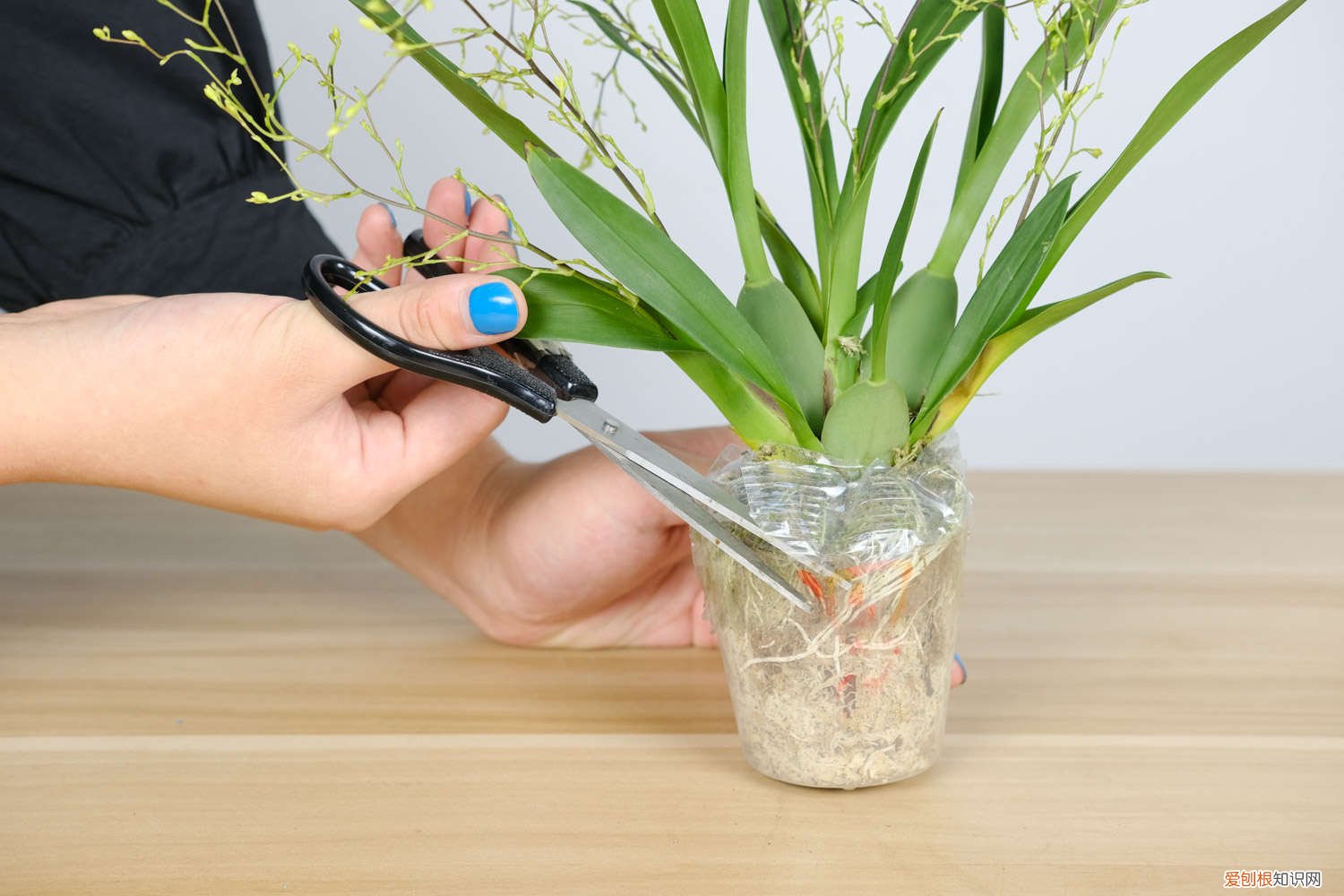 文心兰的养殖方法和注意事项 盆栽 新买的文心兰怎么养