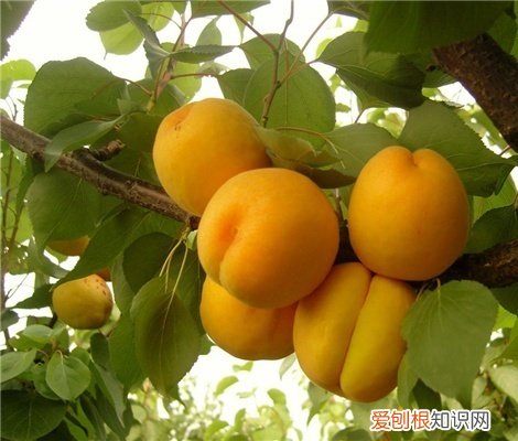 杏子图片欣赏 杏子的功效与作用