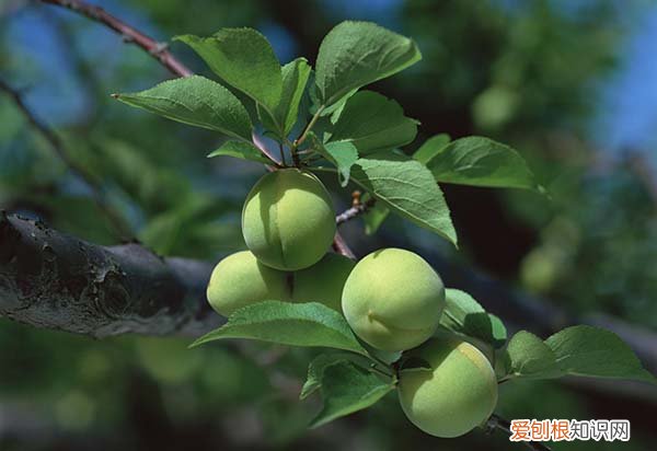 杏子图片欣赏 杏子的功效与作用