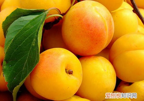 杏子图片欣赏 杏子的功效与作用