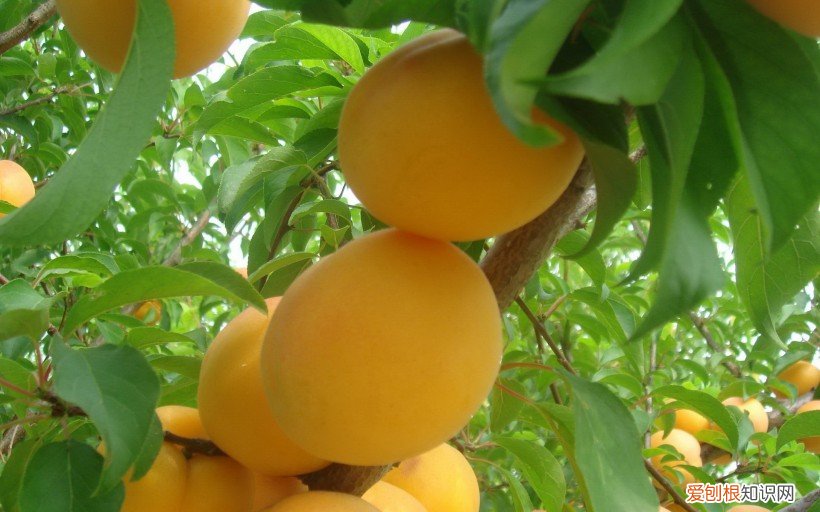杏子图片欣赏 杏子的功效与作用