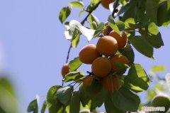 杏子图片欣赏 杏子的功效与作用