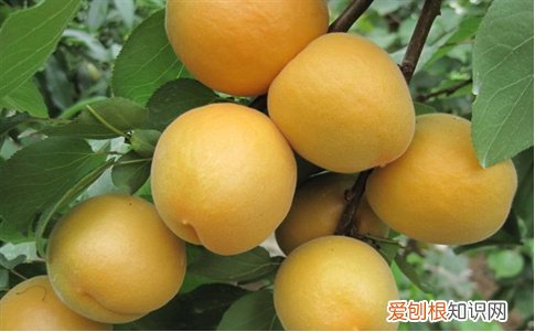 杏子图片欣赏 杏子的功效与作用