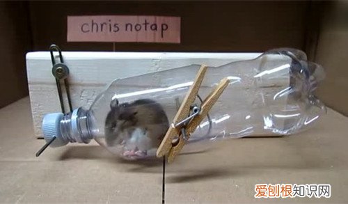 捕鼠器制作的4种方法 制作捕鼠器都有哪些步骤