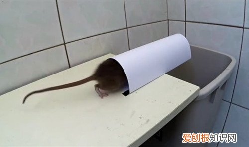 捕鼠器制作的4种方法 制作捕鼠器都有哪些步骤