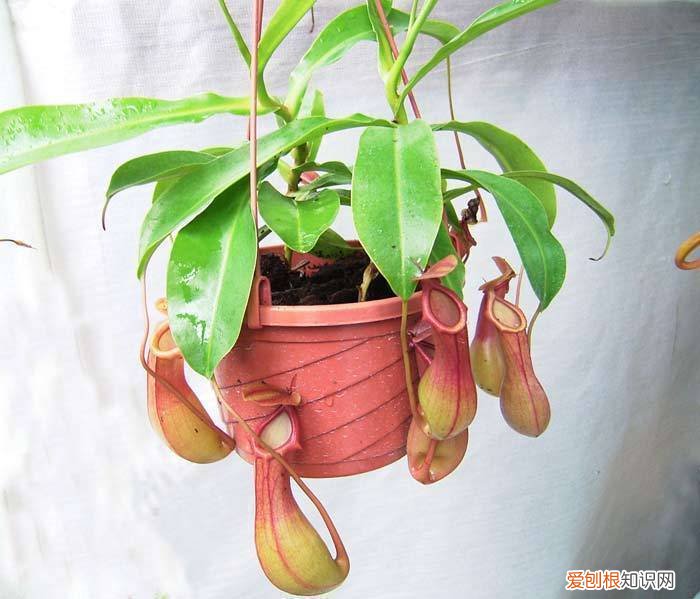 驱蚊植物有哪些 植物中超有用的七大驱蚊植物