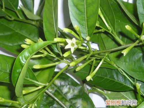 驱蚊植物有哪些 植物中超有用的七大驱蚊植物