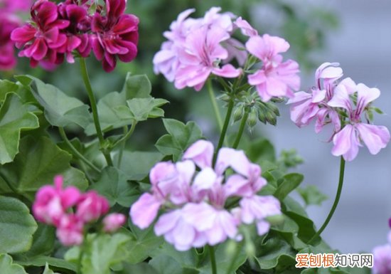 驱蚊植物有哪些 植物中超有用的七大驱蚊植物