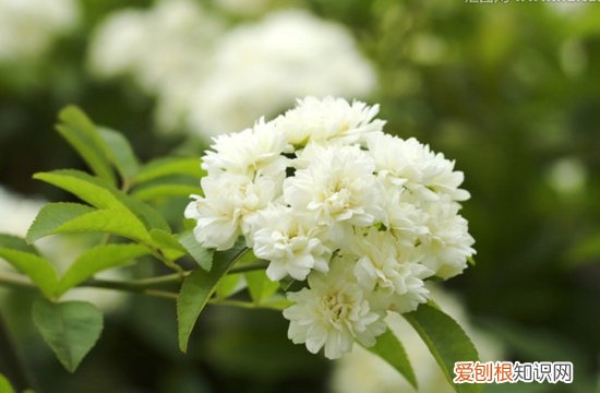 驱蚊植物有哪些 植物中超有用的七大驱蚊植物