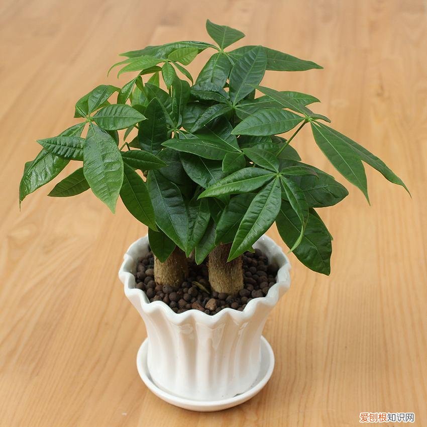 该如何养花,新手牢记这些“养花法则”,轻松上手,不容易养死