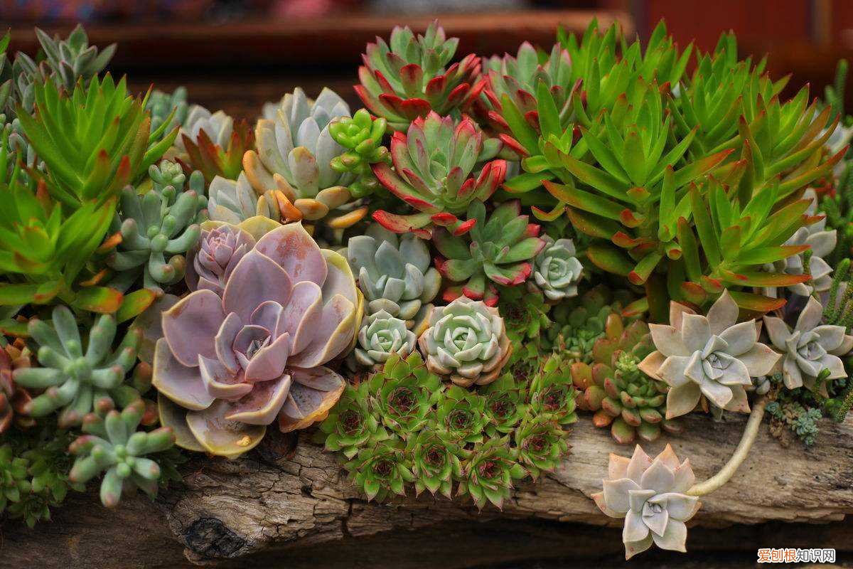 该如何养花,新手牢记这些“养花法则”,轻松上手,不容易养死