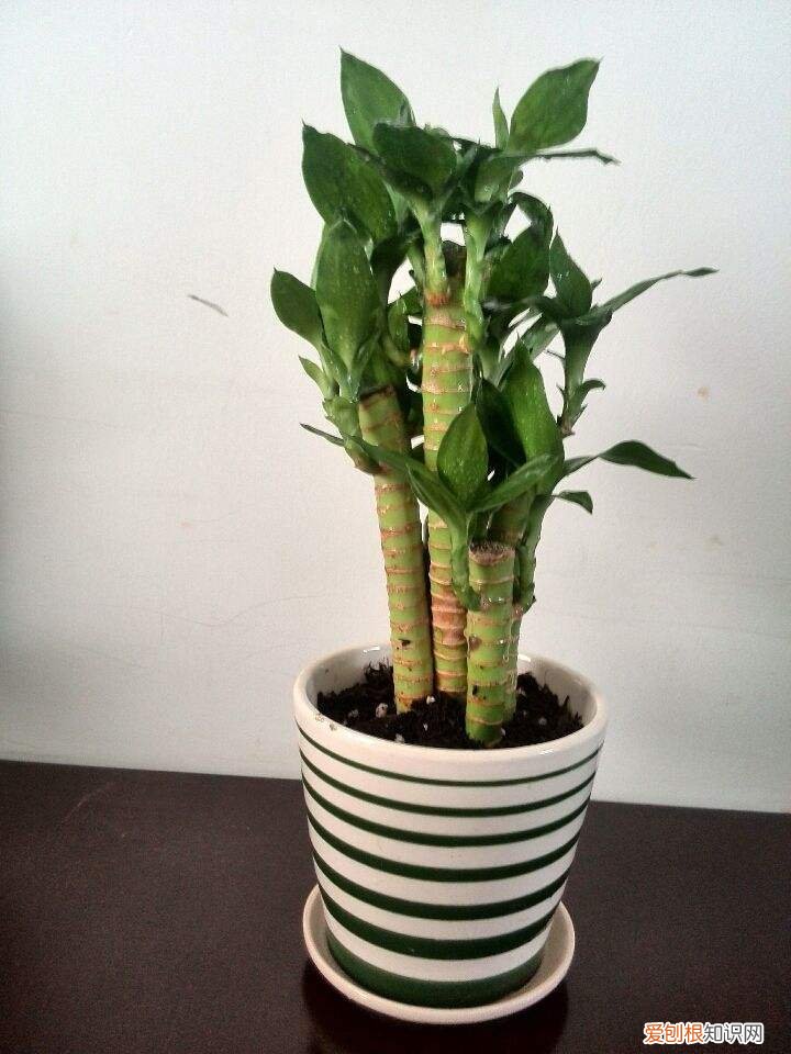 该如何养花,新手牢记这些“养花法则”,轻松上手,不容易养死