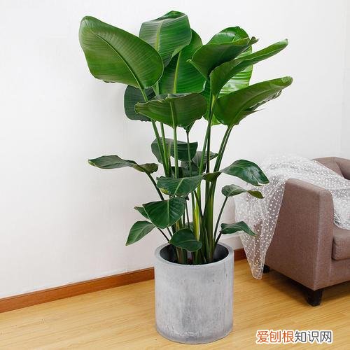 该如何养花,新手牢记这些“养花法则”,轻松上手,不容易养死