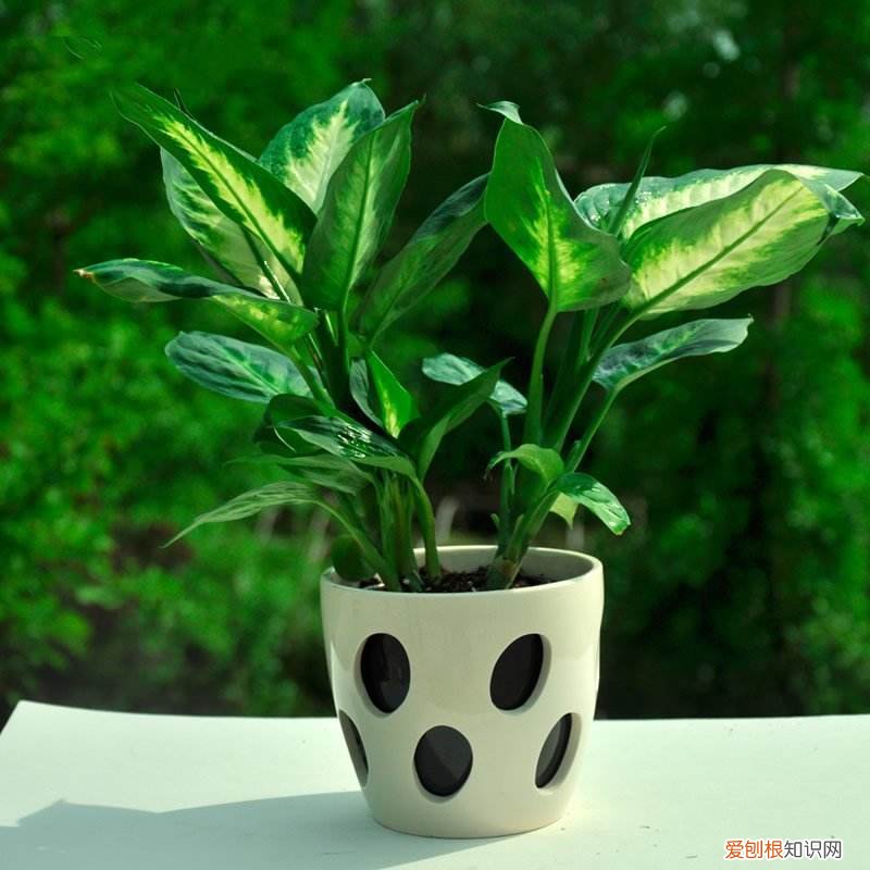 该如何养花,新手牢记这些“养花法则”,轻松上手,不容易养死