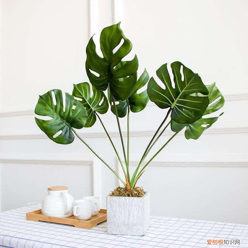 该如何养花,新手牢记这些“养花法则”,轻松上手,不容易养死