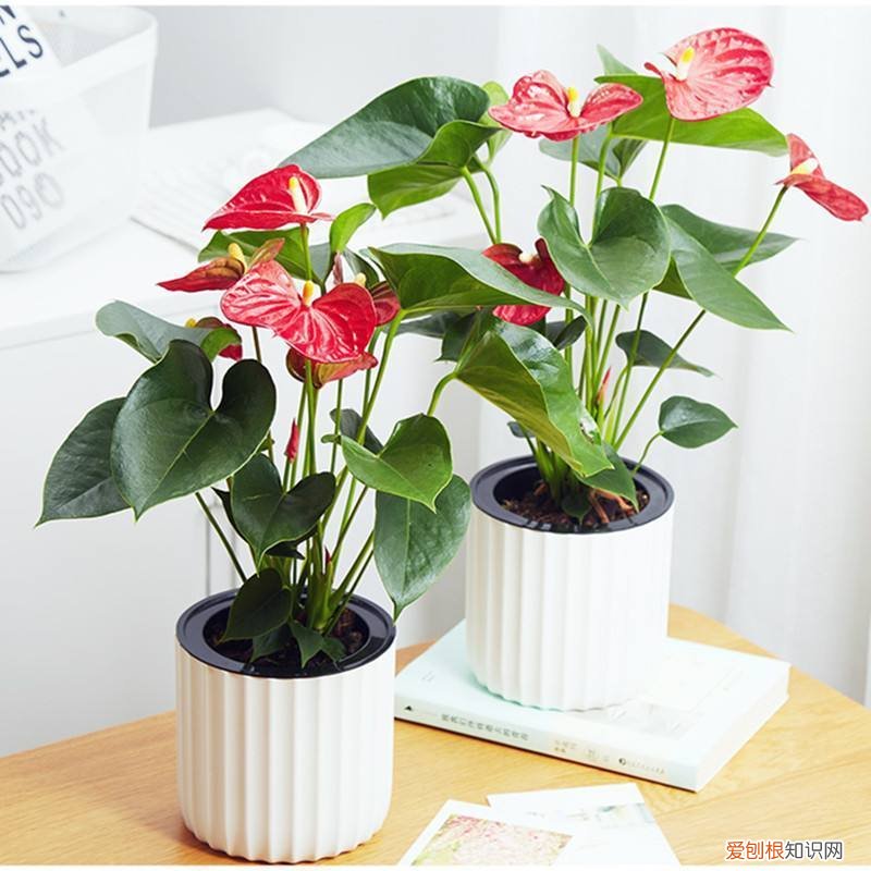 该如何养花,新手牢记这些“养花法则”,轻松上手,不容易养死