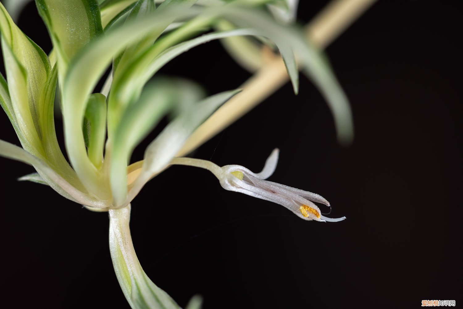 吊兰怎么换盆图片 吊兰怎么换盆