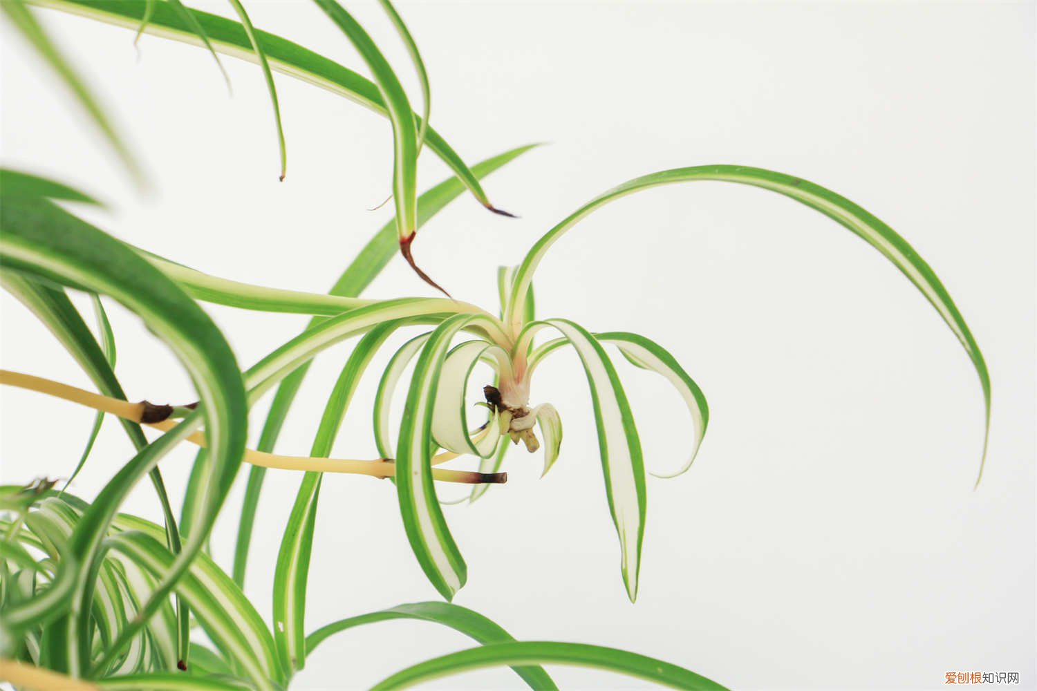 吊兰怎么换盆图片 吊兰怎么换盆