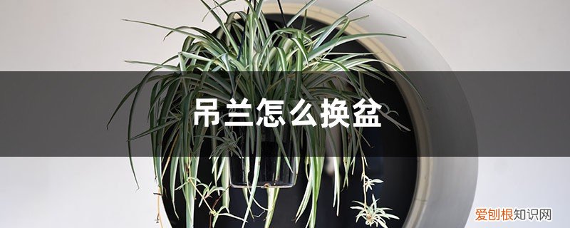 吊兰怎么换盆图片 吊兰怎么换盆