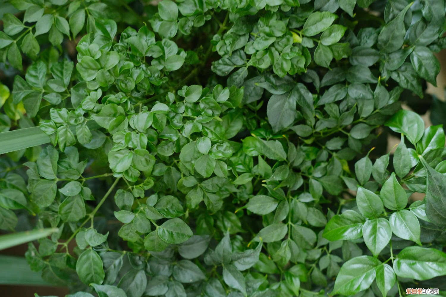 室内有暖气幸福树怎么浇水 幸福树怎么浇水