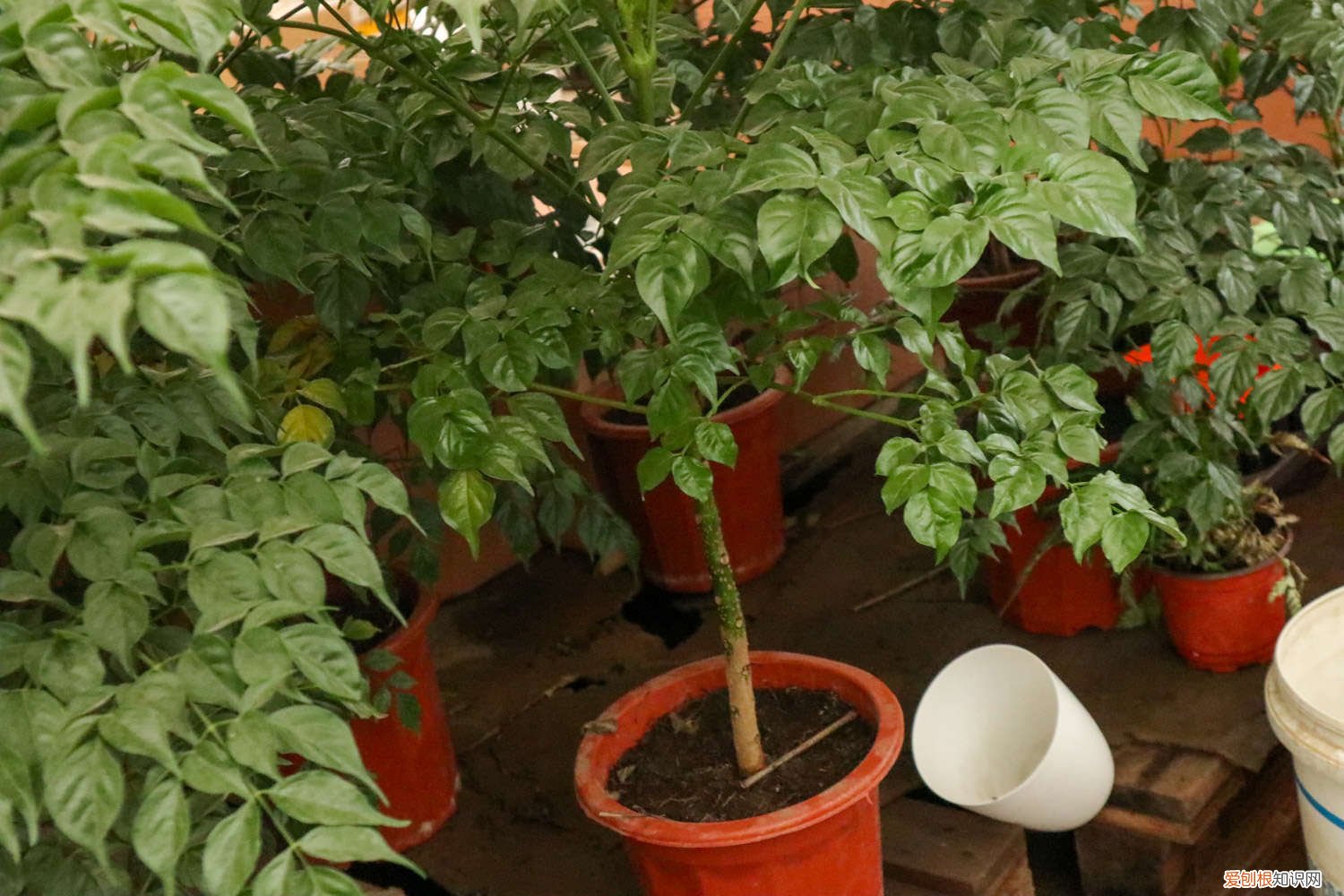 室内有暖气幸福树怎么浇水 幸福树怎么浇水