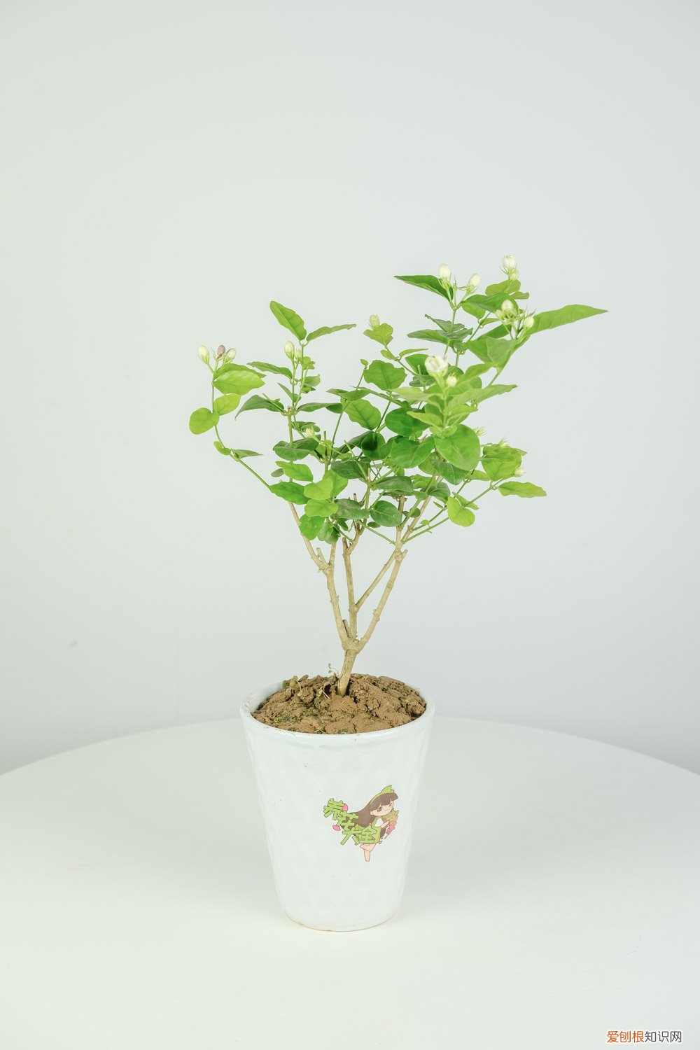 茉莉花怎样插扦 茉莉怎么扦插