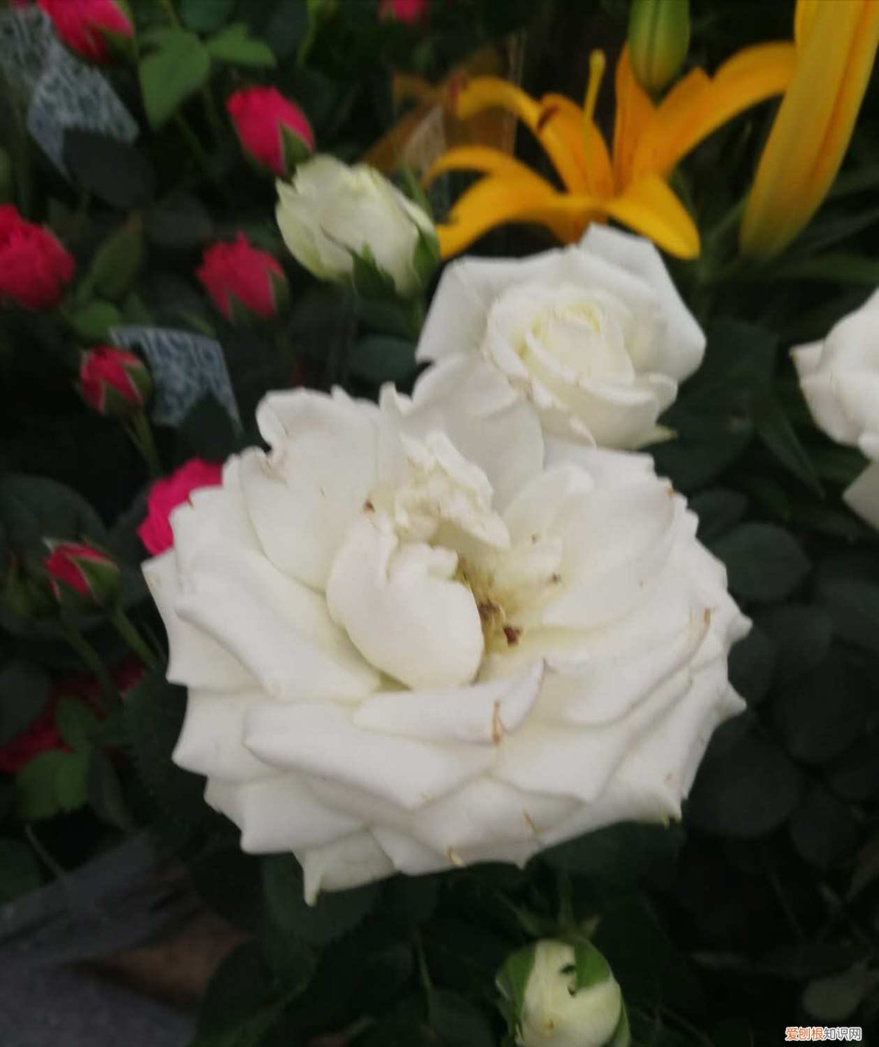 月季怎么繁殖后代 月季怎么繁殖